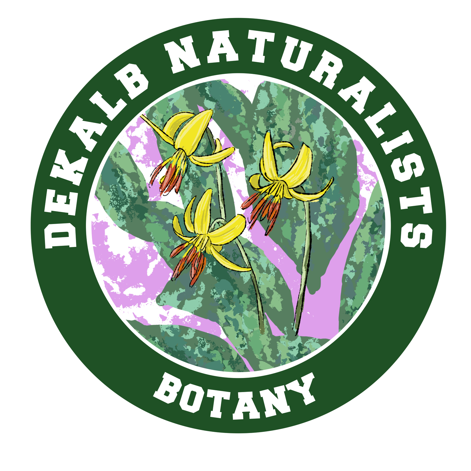 Botanical illustration of Moroccan plant species