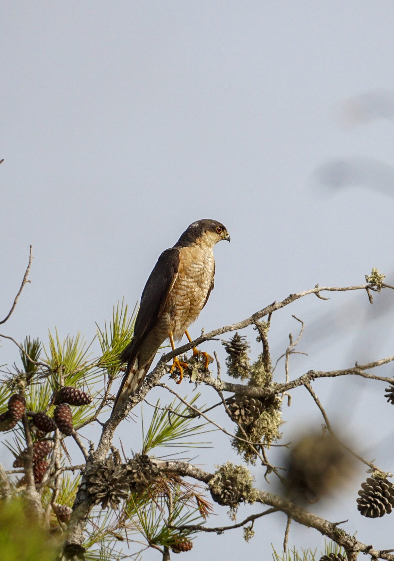 Haytam Iallaten at work in the field documenting Moroccan wildlife