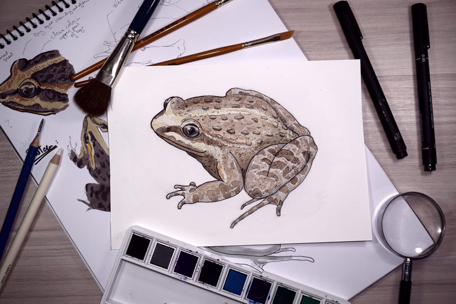 Discoglossus frog illustration