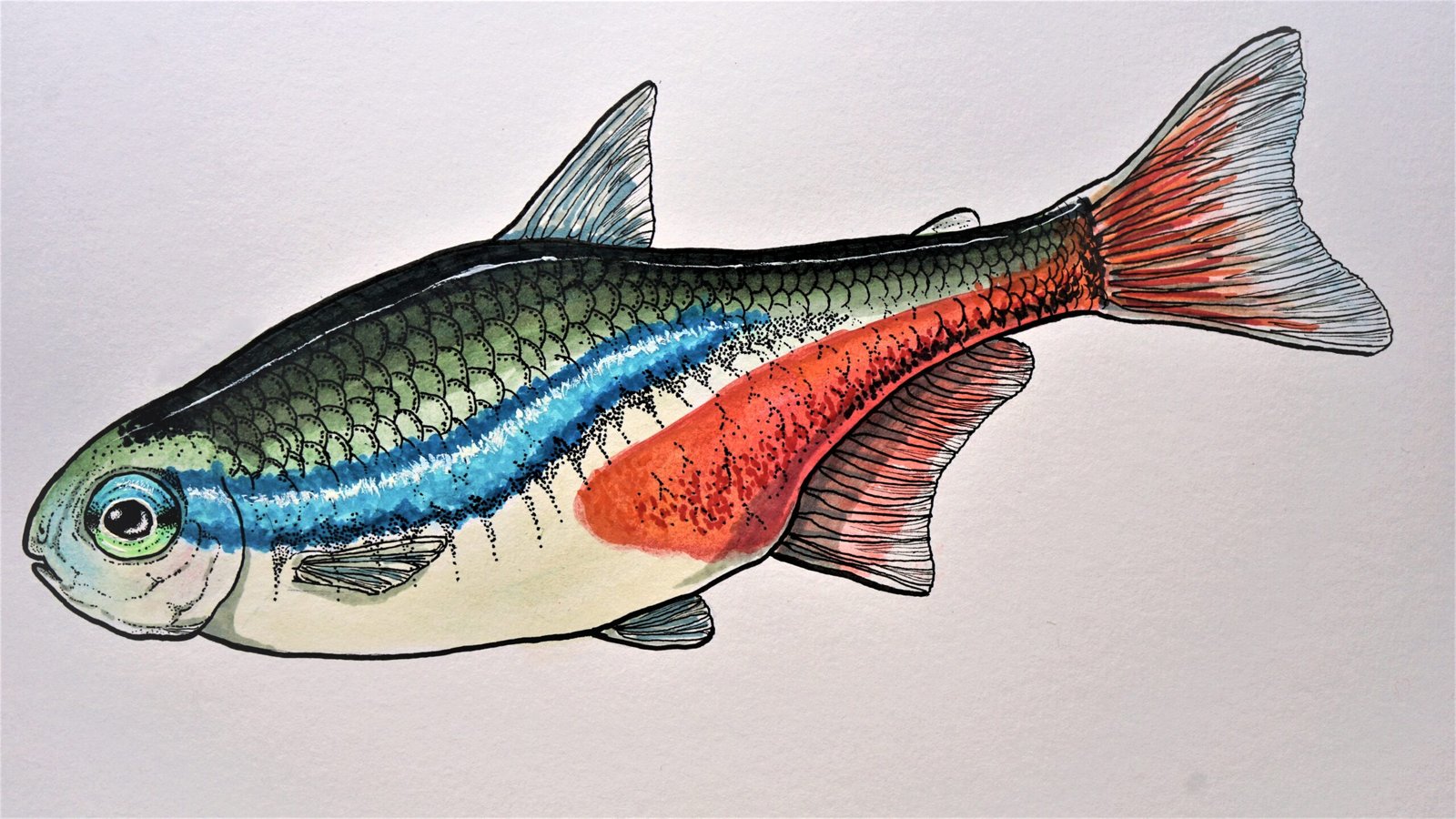 Neon Tetra illustration