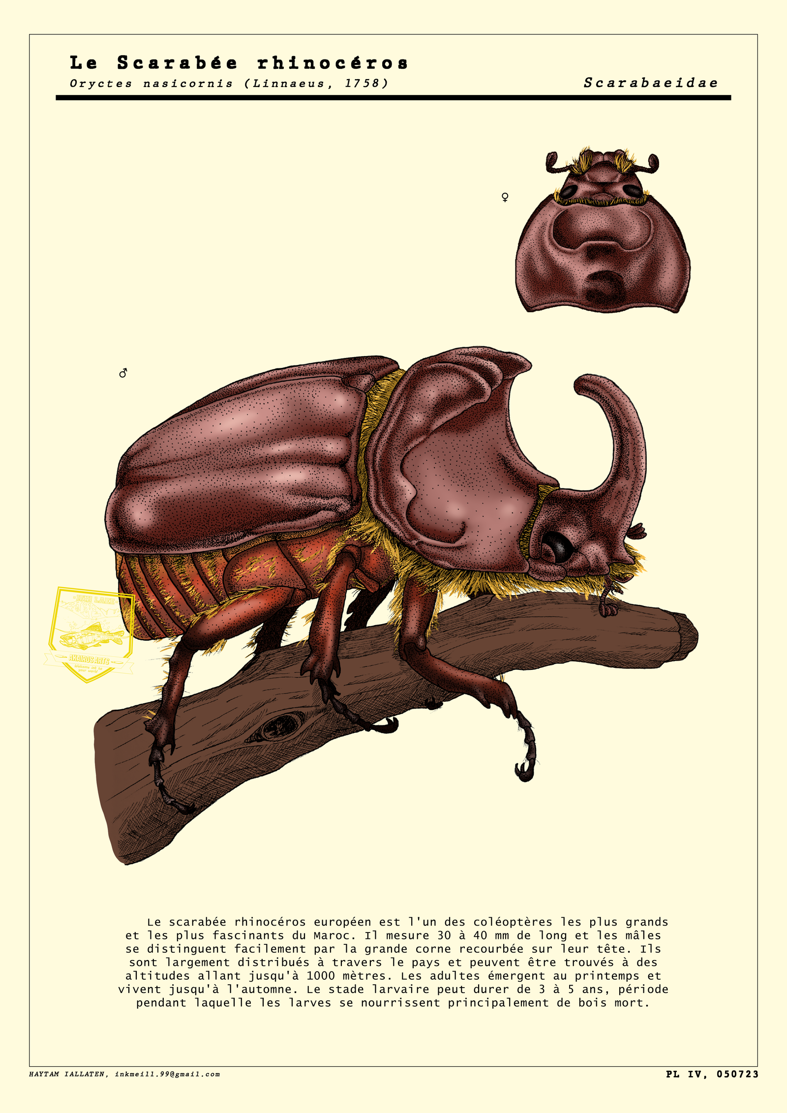 Coloured illustration of Oryctes beetle