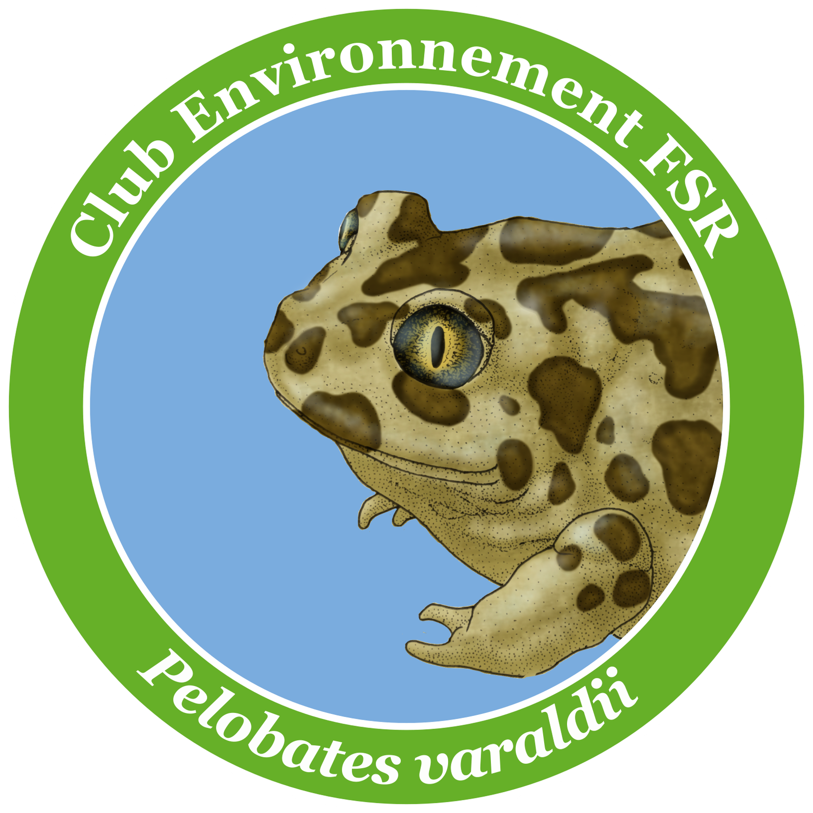 Pelobates species illustrated panel