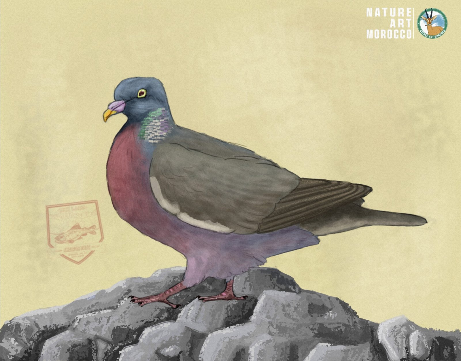 Rock Pigeon scientific illustration