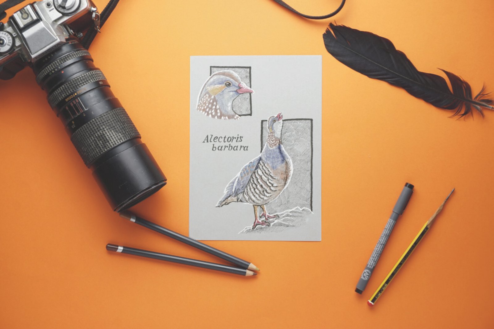 Barbary Partridge scientific illustration