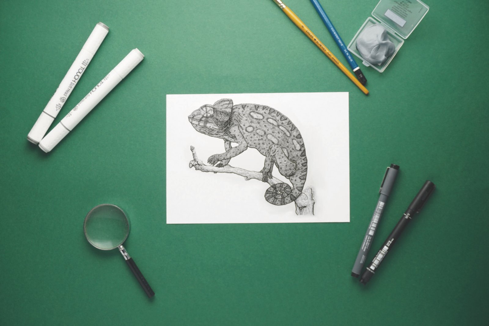 Moroccan chameleon scientific illustration