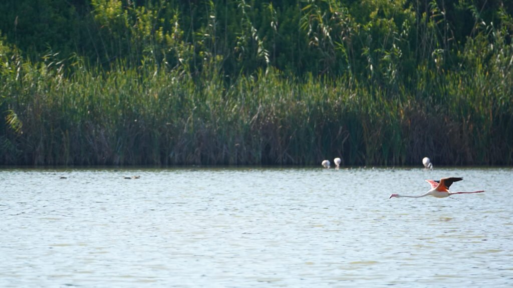 Greater Flamingos in Morocco — a symbol of the country's rich and underrepresented wildlife