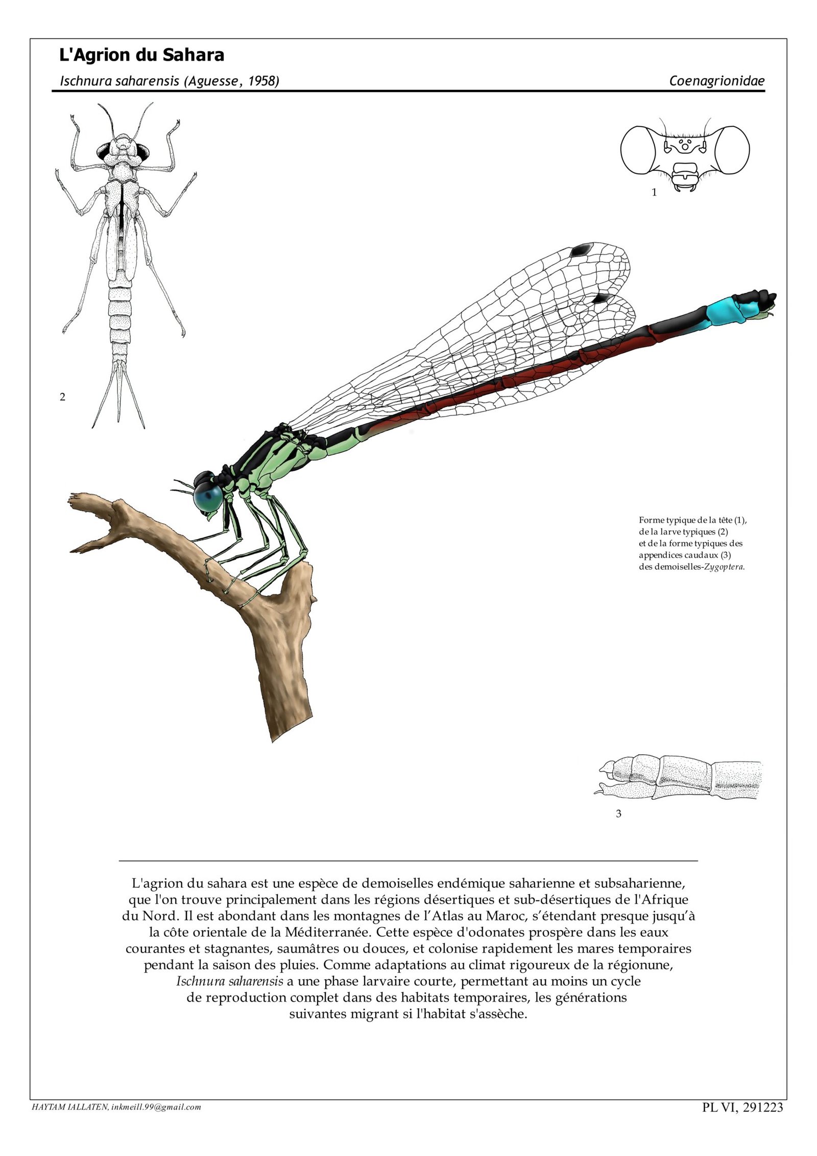 Ischnura damselfly scientific illustration