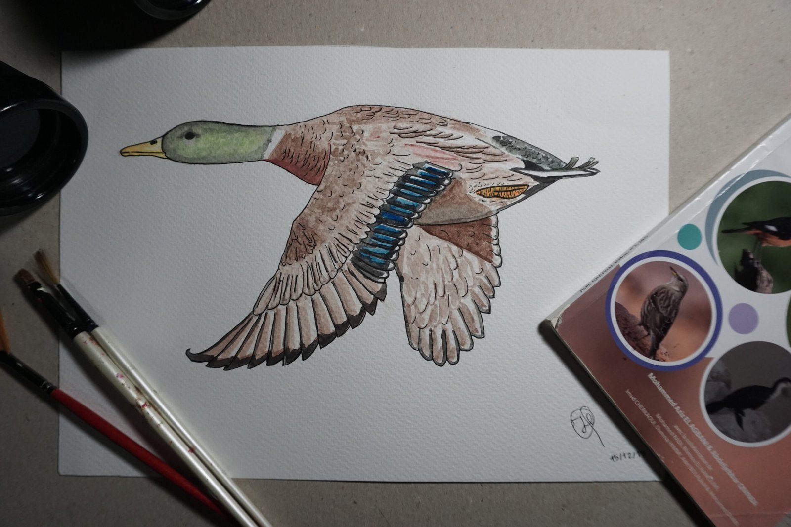 Mallard duck illustration