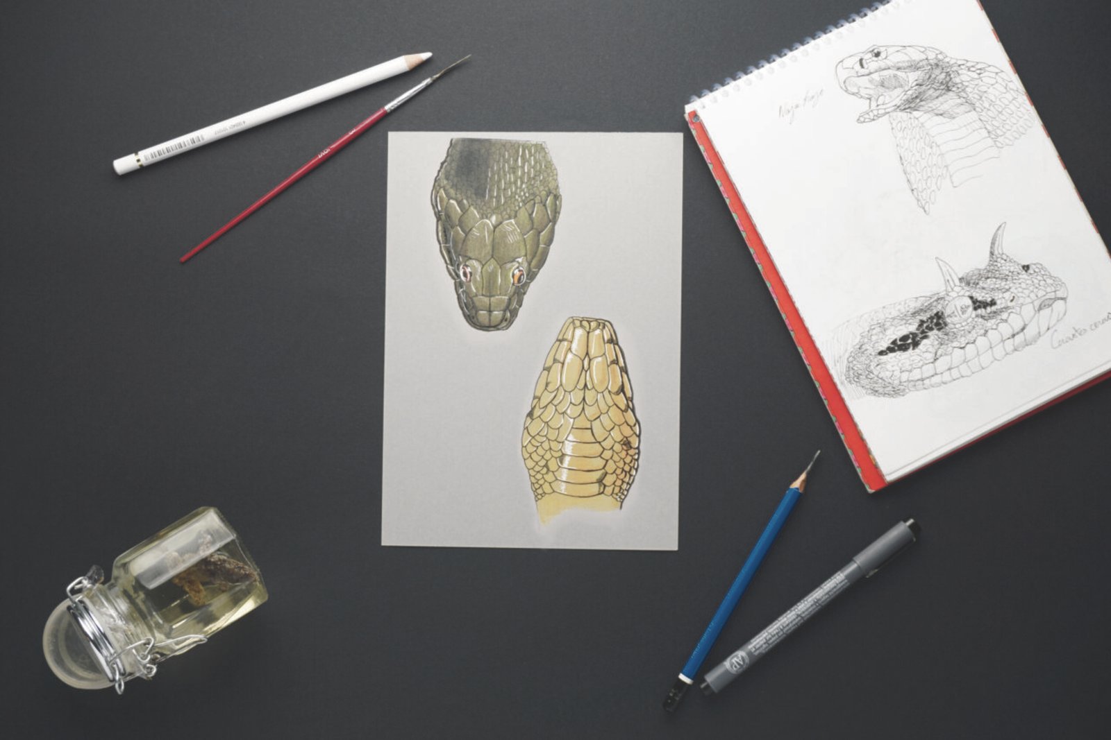 Natrix maura viperine snake illustration