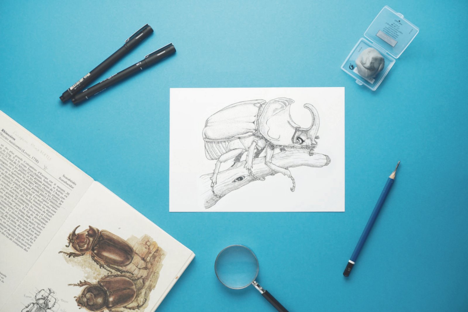 Oryctes beetle ink illustration