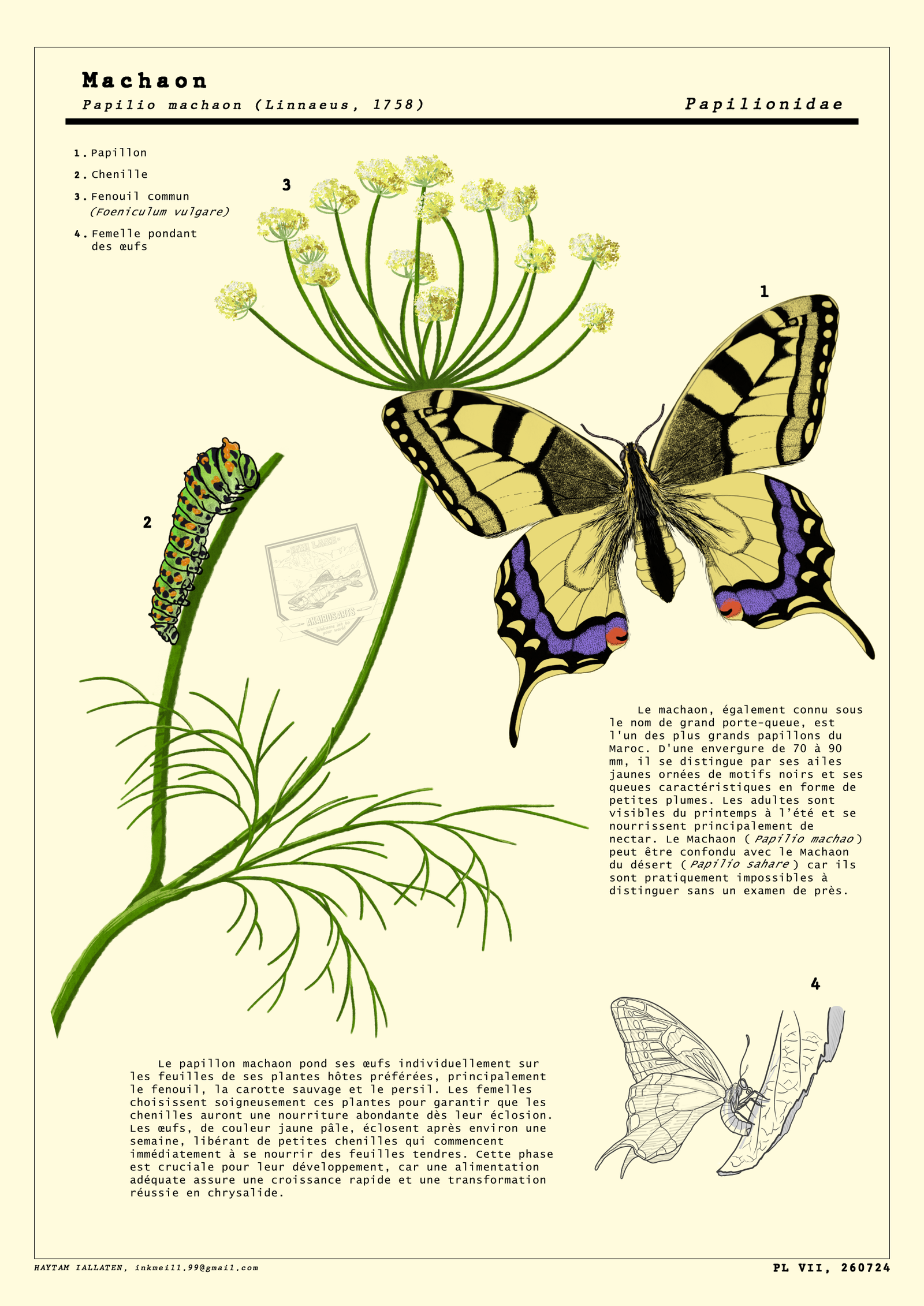 Papilio machaon butterfly illustration