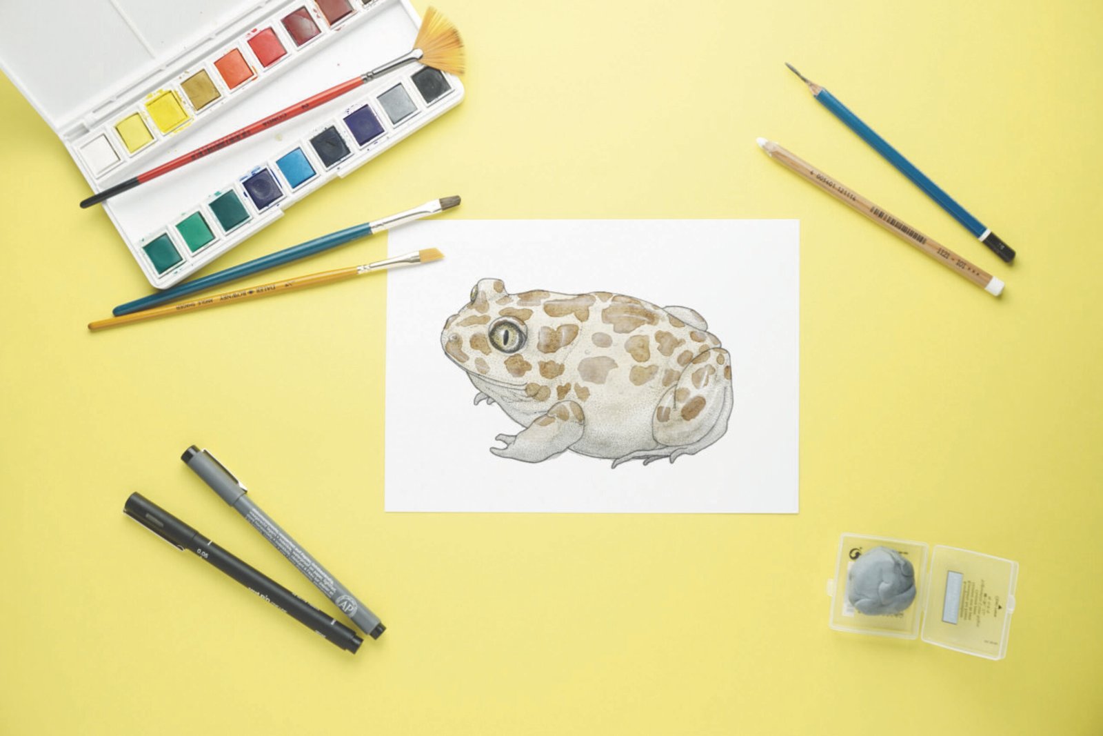 Pelobates varaldii endemic Moroccan spadefoot toad