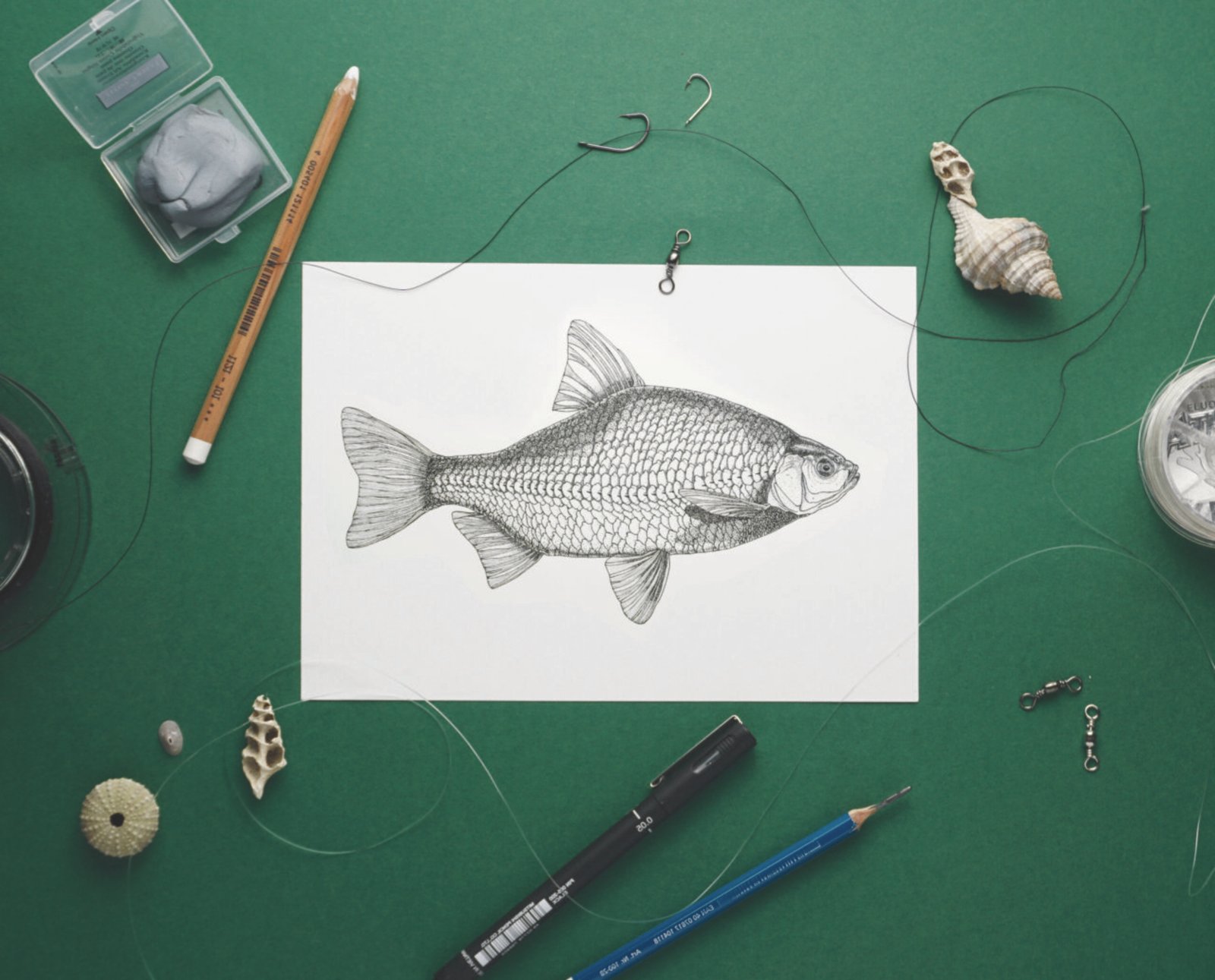 Roach fish illustration