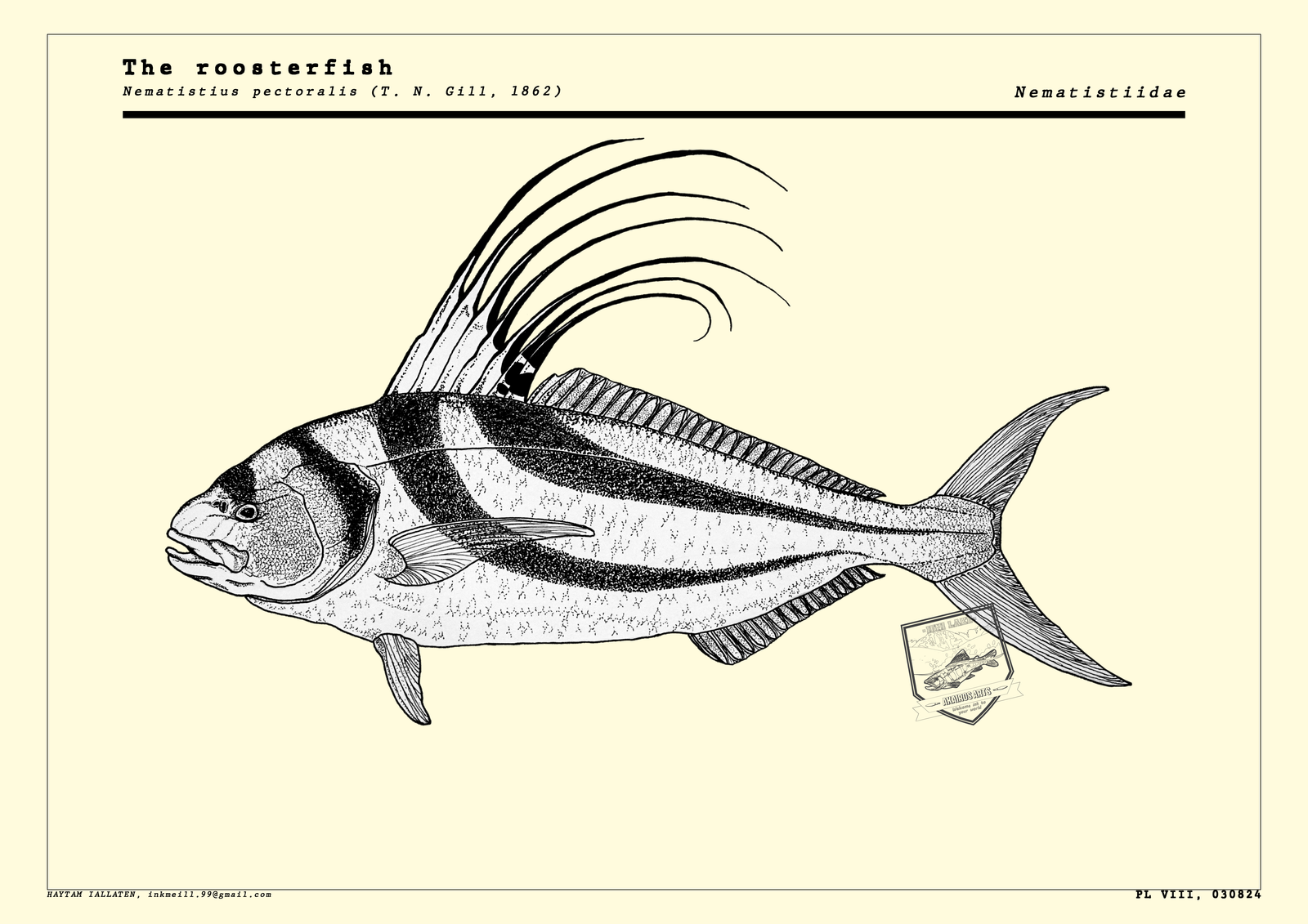 Rooster fish scientific illustration panel
