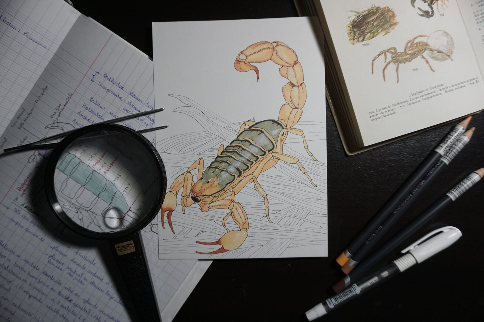 Scientific ink illustration of a Moroccan scorpion
