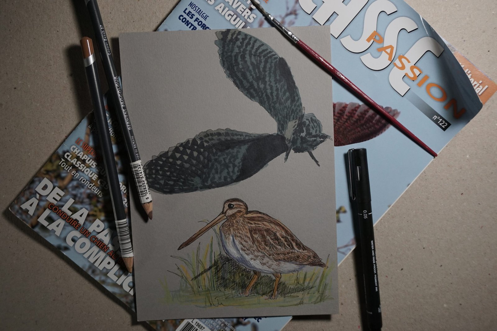 Woodcock scientific illustration