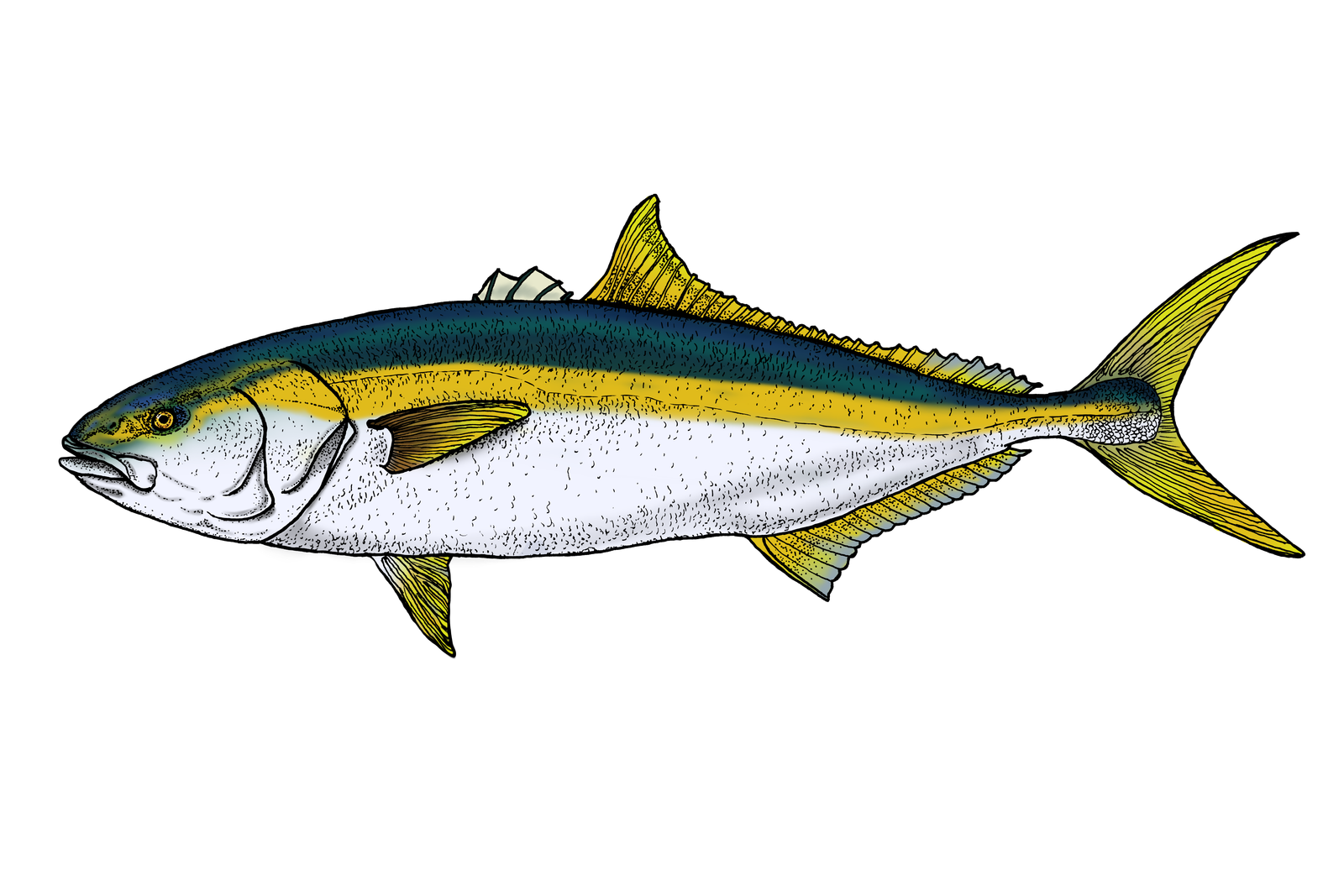 Yellowtail fish illustration
